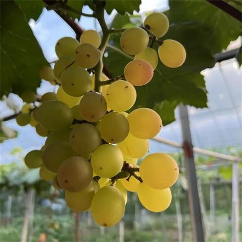 精选|奶油葡萄|净重4斤|1箱|次日配送