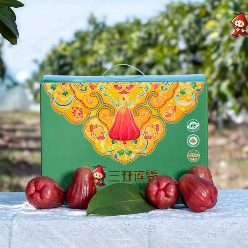 海南|南鹿莲雾礼盒装|7-13头，3斤|1箱|次日配送