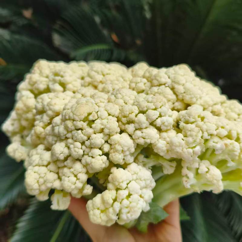 高山蔬菜|花菜（1.8±0.3斤）|1个|次日配送