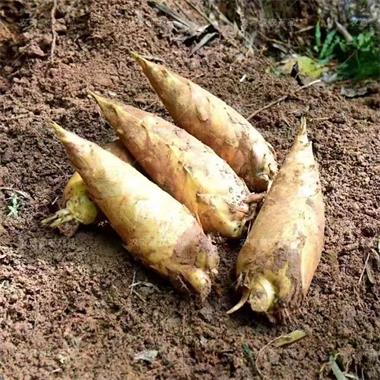 高山蔬菜|冬笋|偏差2两以内|2斤|次日配送