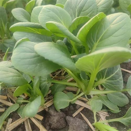 高山蔬菜|小青菜|偏差2两以内|1斤|次日配送