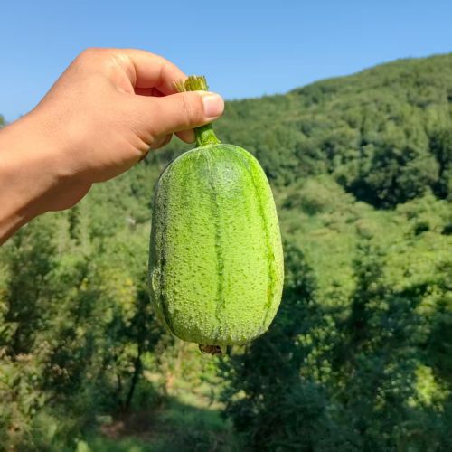 高山蔬菜|苹果丝瓜（1.3±0.2斤）|1个|次日配送