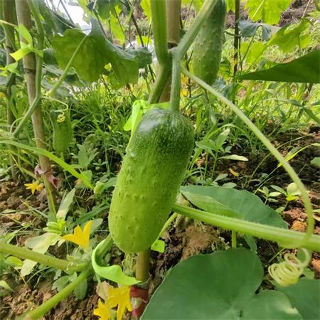 精选|水果短黄瓜|2斤|次日配送