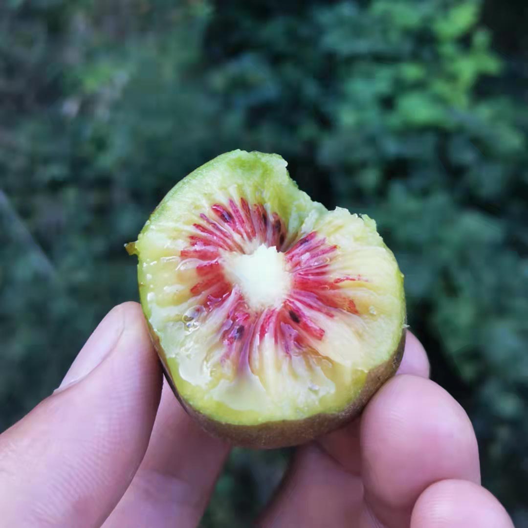 诸暨|高山红心猕猴桃（简装）|22个左右|2.5斤|次日配送