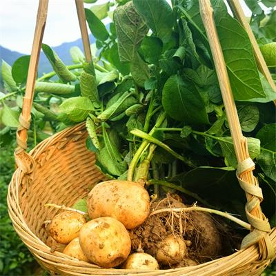 高山蔬菜|迷你小土豆|2斤|次日配送