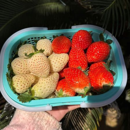 建德|双拼草莓（大果）|宝珠跟建德白露混装，1.5斤|1篮|预定