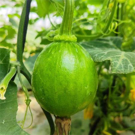 高山蔬菜|脆嫩南瓜（1.5-2斤）|1个|次日配送