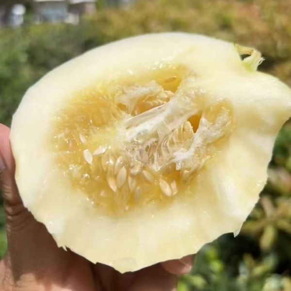 精选|蜂糖蜜小甜瓜|5/6头|1箱|次日配送
