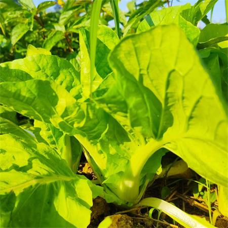 高山蔬菜|毛毛菜|1斤|次日配送