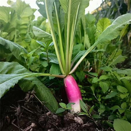 高山蔬菜|一点红萝卜|偏差2两以内|1.5斤|次日配送