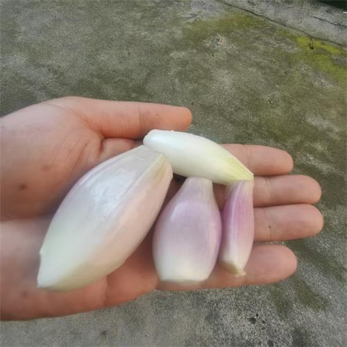 高山蔬菜|葱子（7两）|1小盒|次日配送