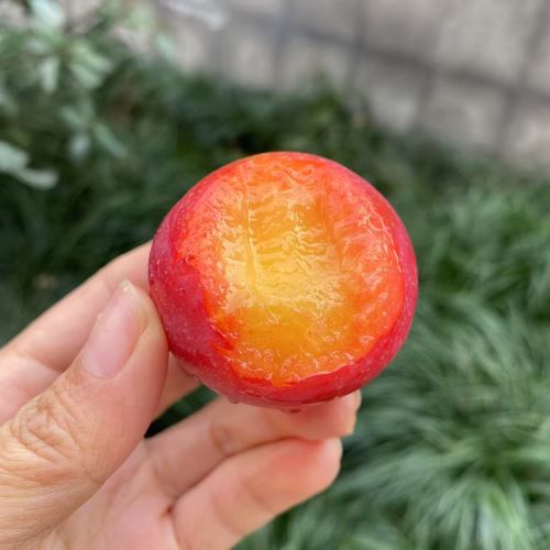 智利|樱桃李|三勾|5斤|次日配送