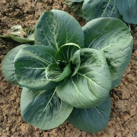 高山蔬菜|中大青菜|偏差2两以内|1斤|次日配送