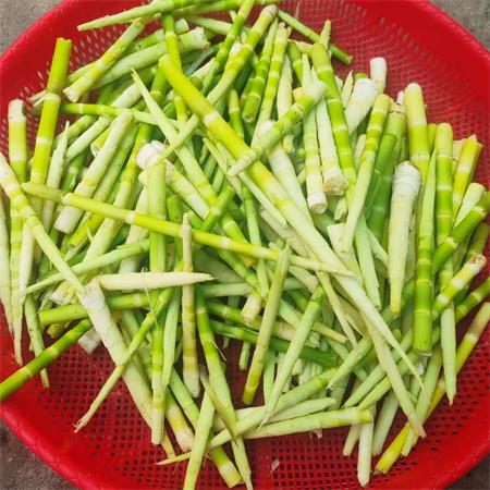 高山蔬菜|剥壳野笋肉（生）|0.6斤|次日配送