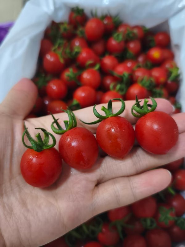 精选|千禧小番茄（净重3斤）|1箱|次日配送