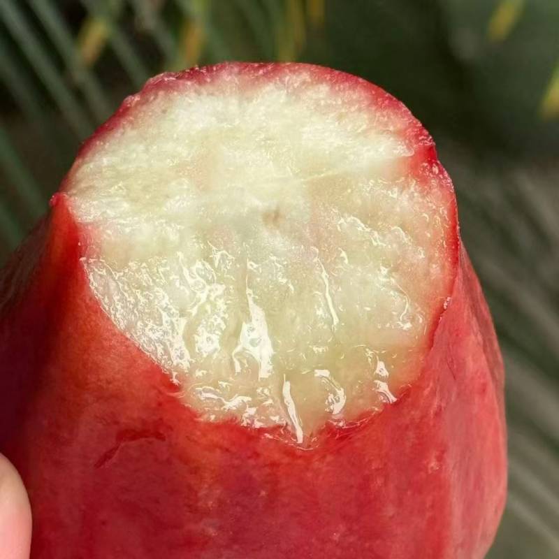 海南|黑金刚莲雾（大果，11～13头）|3斤|1箱|次日配送