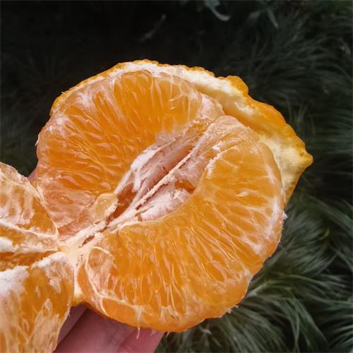 四川|爆汁春见（简装）|8斤|次日配送