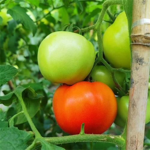 高山蔬菜|特挑大番茄|2斤|次日配送