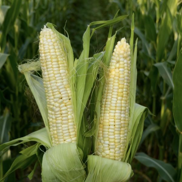 口碑|美玉25号玉米|带壳，切根，偏差2两以内|10斤|次日配送