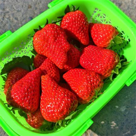 建德|红颜草莓大果|净重1.5斤|1篮|次日配送