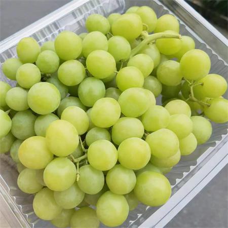 空运秋天脆青提|0.5箱|次日配送