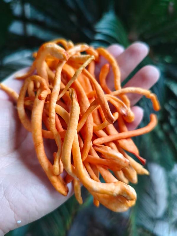 高山蔬菜|鲜虫草花|0.5斤|次日配送