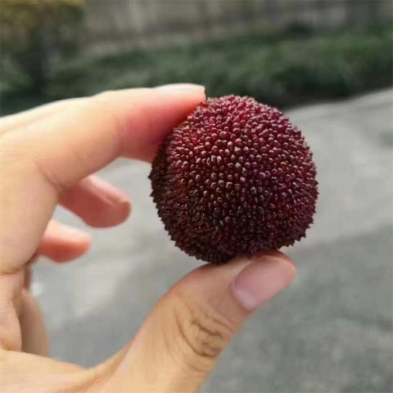 仙居|东魁杨梅(特级鲜果)|23~27g，净5.6斤|1箱|次日配送