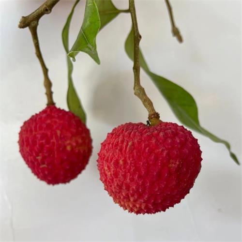 广东|冰荔荔枝|净重2.5斤左右|1箱|次日配送