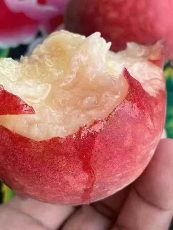 四川|龙泉驿水蜜桃大果（12头）|1箱|次日配送