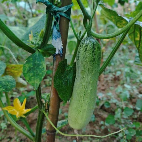 高山蔬菜|水果短黄瓜|品种随机|1斤|次日配送